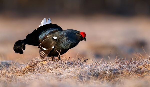 Photo: Black grouse