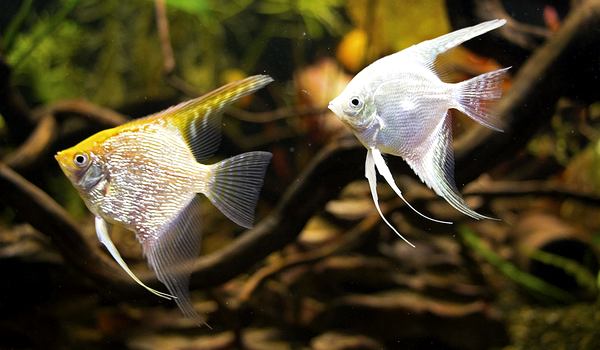 Foto: Angelfish comum