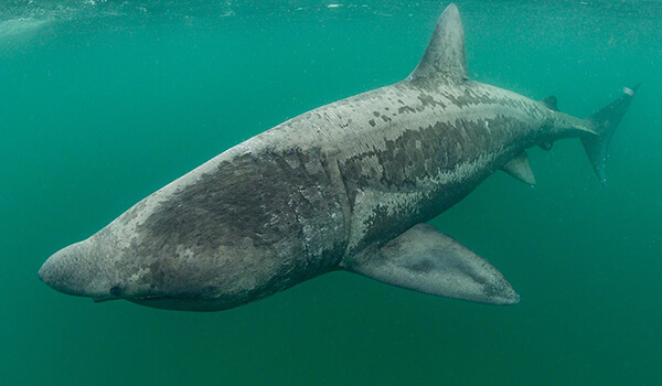 Photo: Giant Shark