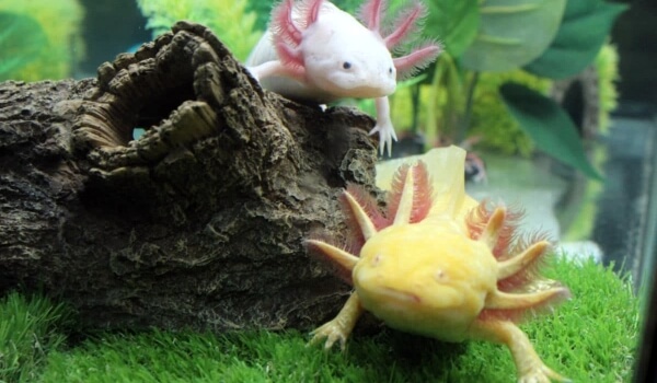 Photo : Axolotl