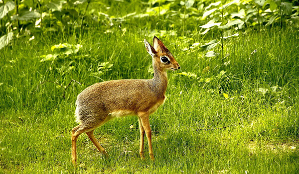 Photo: What a pygmy antelope looks like