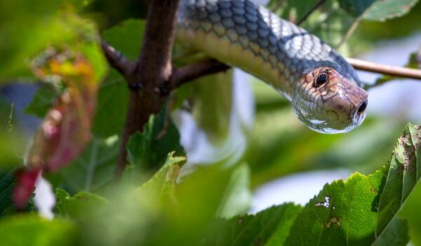Photo: Yellow-bellied snake