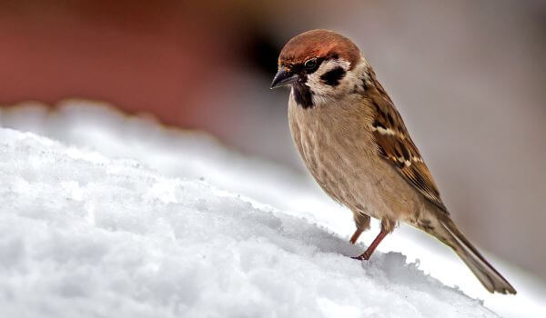 Photo: Bird Sparrow