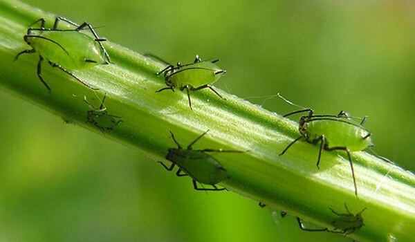Foto: Aphid Insect