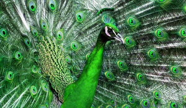 Photo: Green Peacock