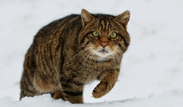 Photo: What a forest cat looks like