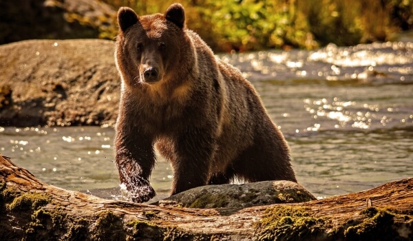 Foto: Sådan ser en grizzlybjørn ud