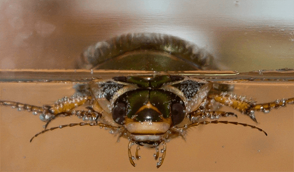 Photo: Water beetle in water