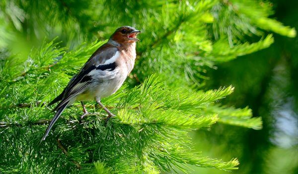 Photo: Chaffinch in Spring