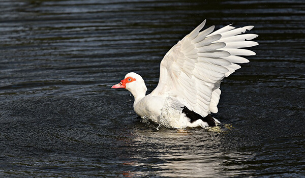 Photo: Muscovy duck on the water