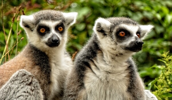 Foto: Ring-tailed Lemurs