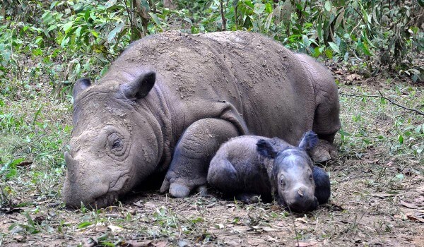 Photo: Sumatran Rhino