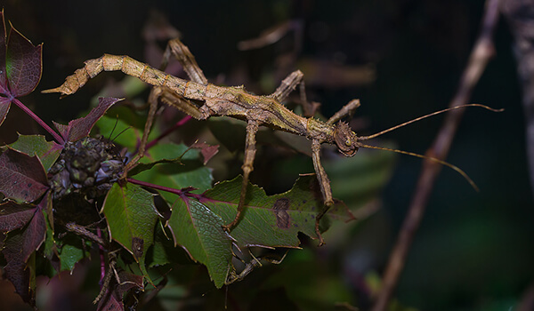 Photo: Stick insect from the Red Book
