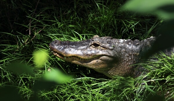 Photo : Alligator Red Book