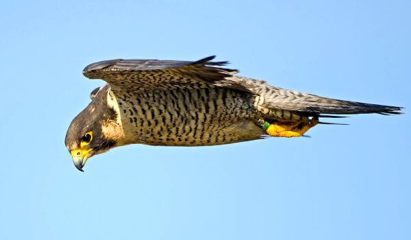 Photo: Swift peregrine falcon