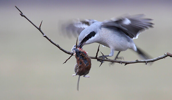 Photo: Gray Shrike bird
