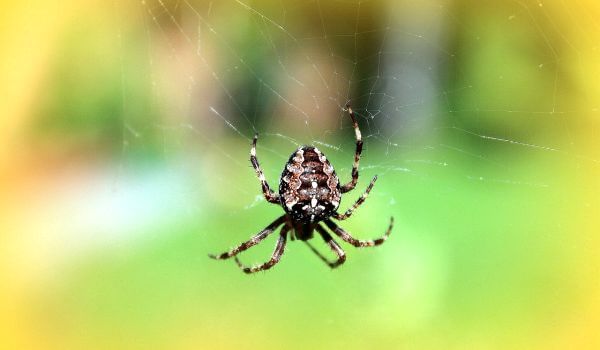 Photo: Cross Spider