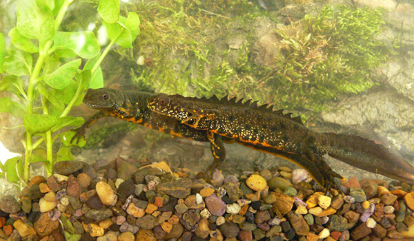 Photo: Crested newt in water
