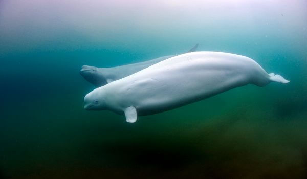 Photo: Beluga whale