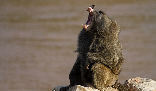 Photo:: Monkey genus baboons