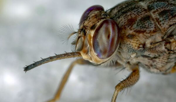 Photo: Tsetse Fly