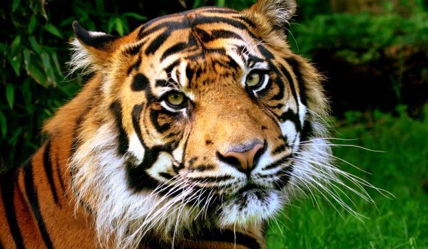 Foto: Tigre da Indochina