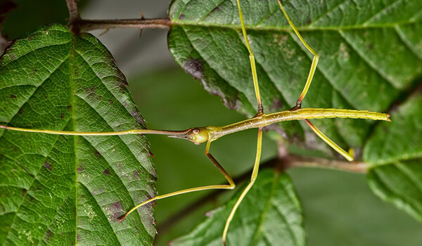 Photo : Stick insect
