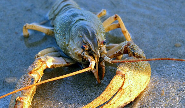 Photo: Broad-toed crayfish from the Red Book