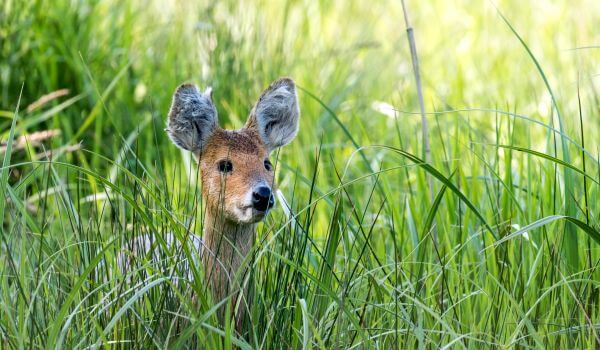 Photo: Animal water deer