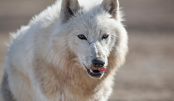 Photo: Eurasian Tundra Wolf