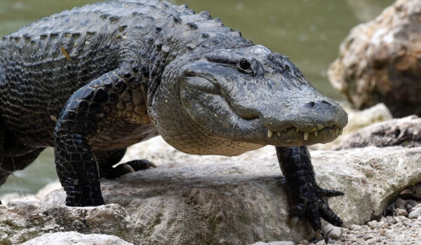 Foto: Grote alligator