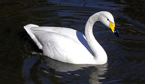 Photo: Whooper swan
