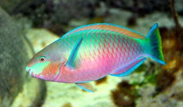 Photo: Parrot fish male