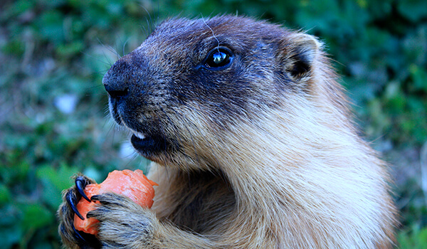Foto: Tarbagan marmot