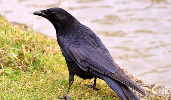 Photo: Raven bird