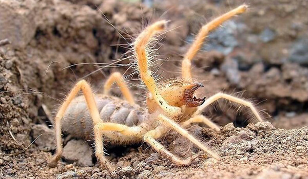 Photo: Camel Spider in Russia