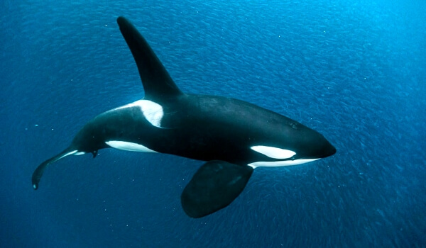 Foto: orca