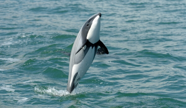 Photo: White-faced dolphin from the Red Book