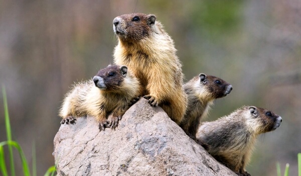 Cría de marmotas