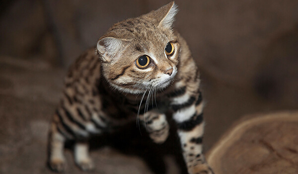 Photo: Black-footed cat from the Red Book