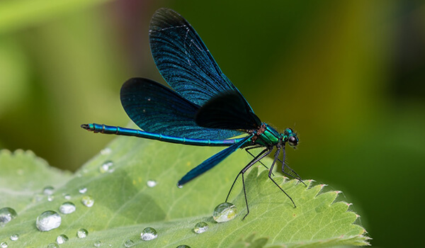 Photo: Blue Dragonfly