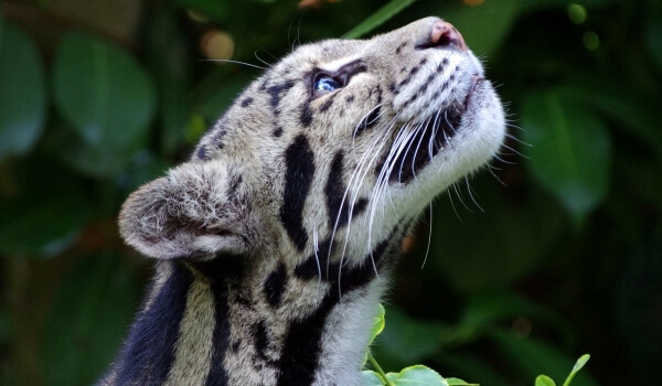 Foto: Clouded Leopard Cub
