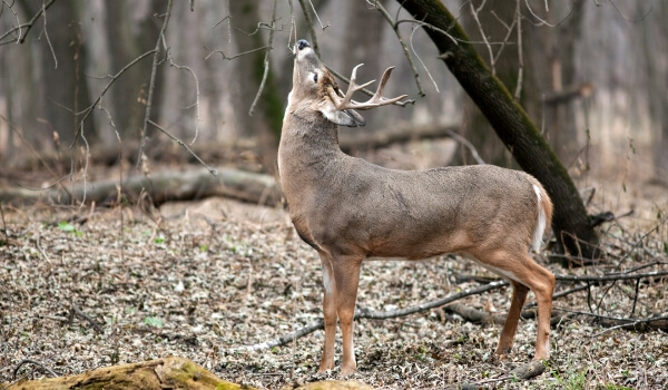 Photo: Animal white-tailed deer