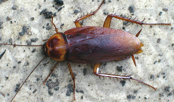 Photo: Large American Cockroach