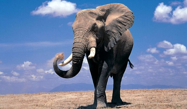 Photo : Libro rojo del elefante africano