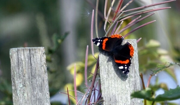 Photo: Butterfly Admiral Red Book
