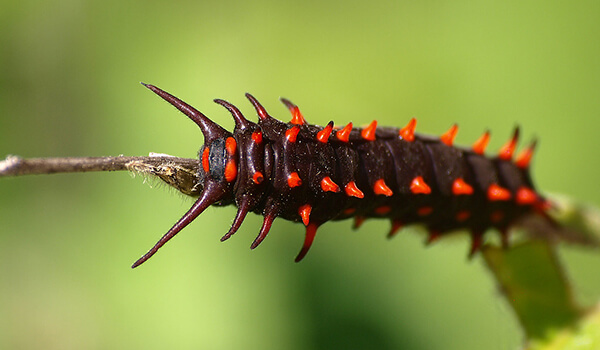 Foto: Black Caterpillar