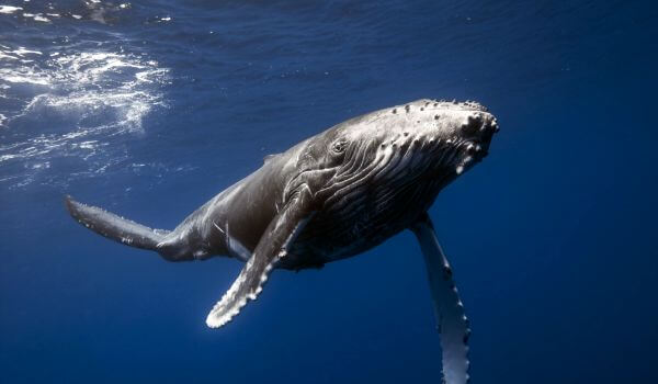 Foto: Velká modrá velryba