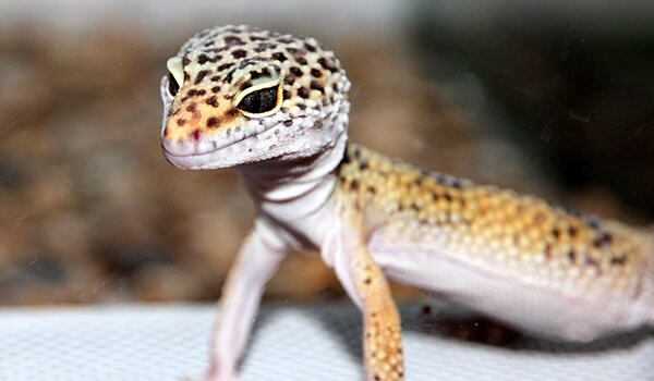 Foto: Gecko fêmea