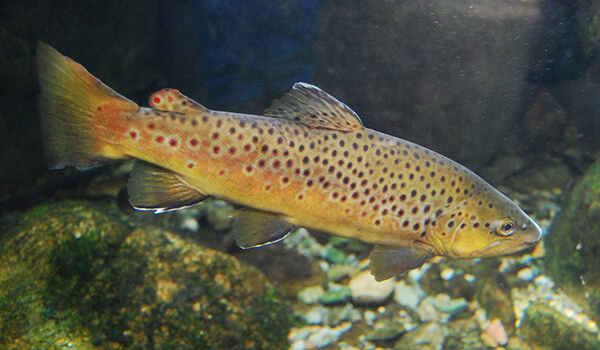 Photo: Brown trout